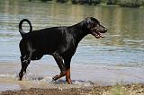 DOBERMANN 1123